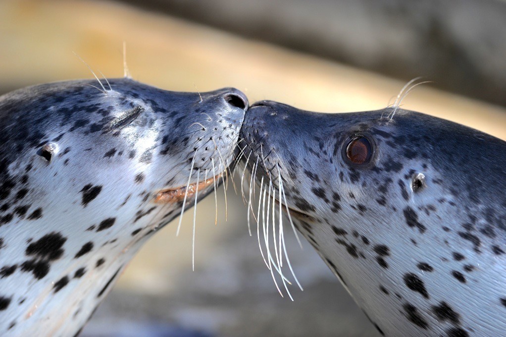 Featured image for “Ice Seal Health & Status in Alaska”