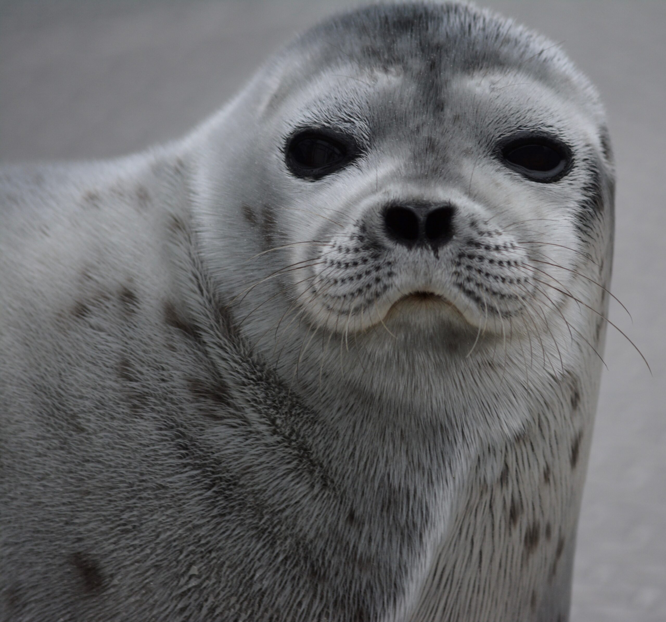 Featured image for “MMPA Amendments”