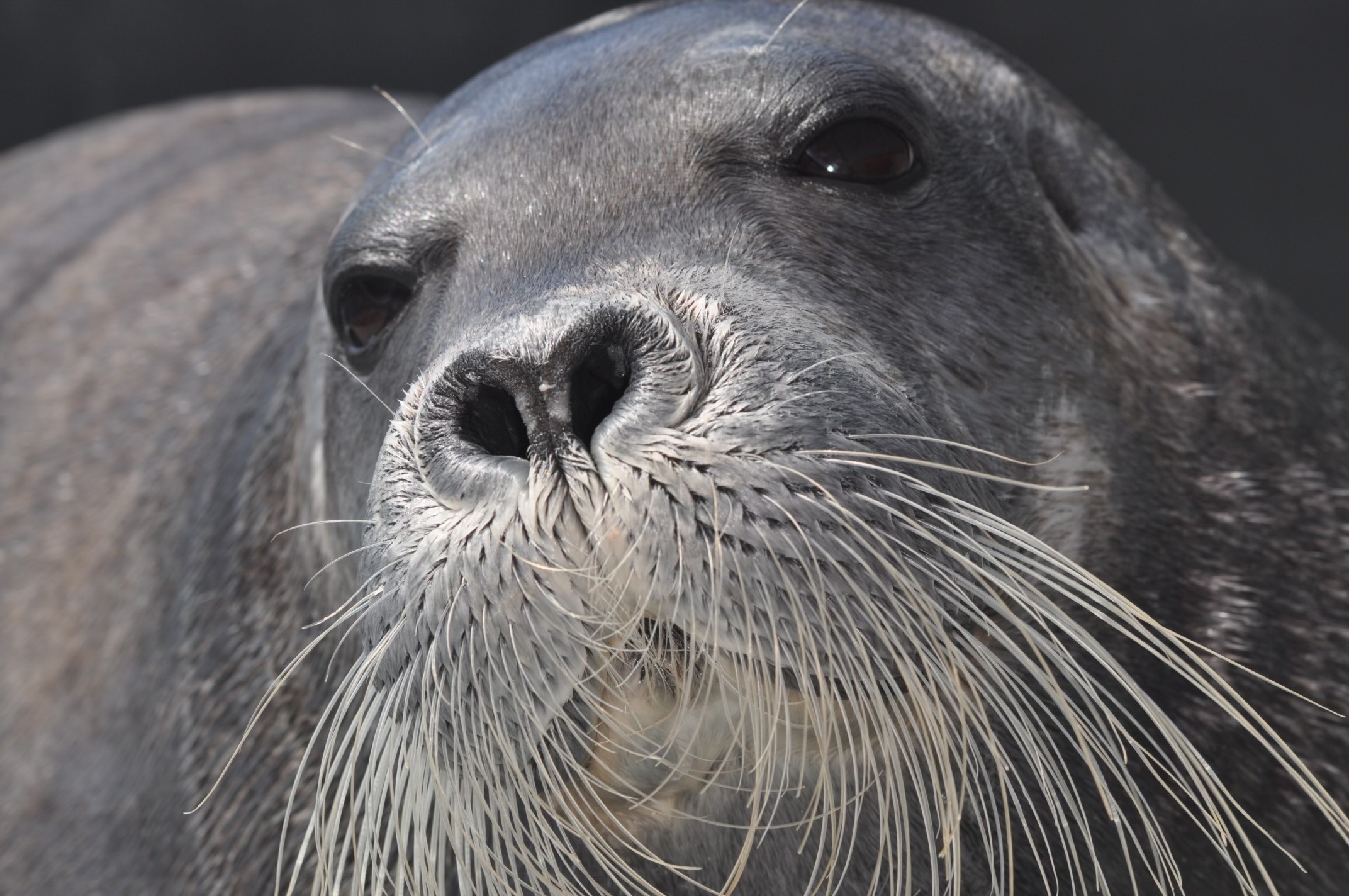 Featured image for “Working with Partners for Ice Seal Recovery Planning”