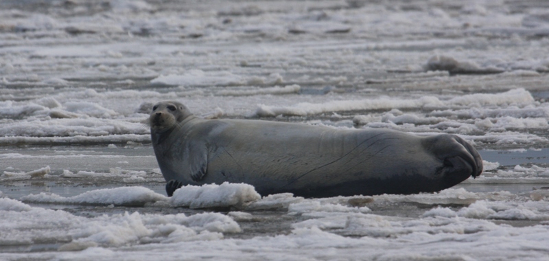 Featured image for “The Ninth Circuit Reinstates Designated Critical Habitat for Bearded and Ringed Seals  ”