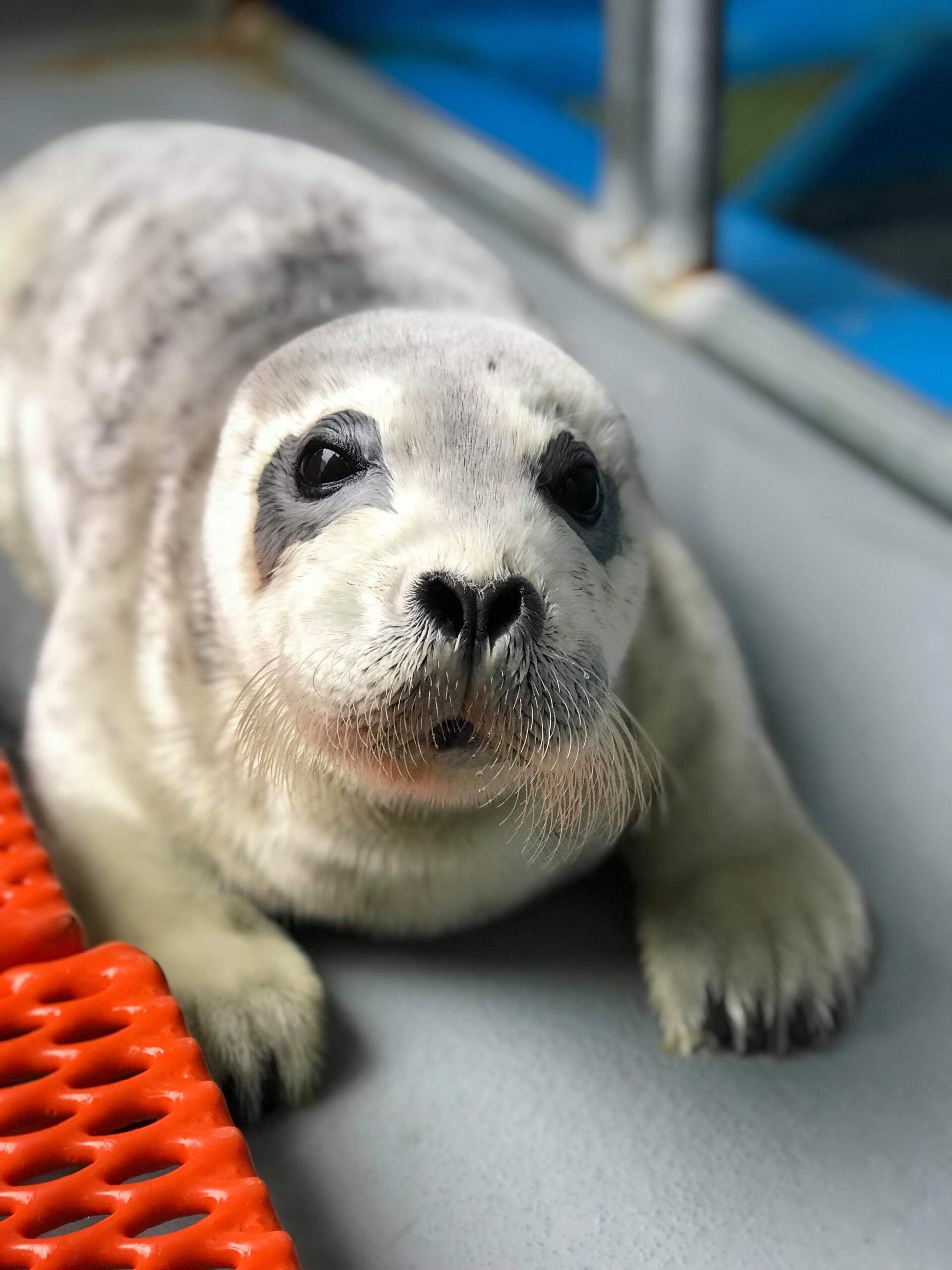 Featured image for “2025 Ice Seal Stranding Updates”